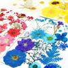 15pcs Dried Flower Natural Flower Stickers Dry Beauty Decal For DIY Plants Art Craft Floral Decors Making Accessories