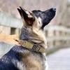 Adjustable Tactical Dog Collar Dog Leash Military Nylon Buckle with Control Handle for Dog Training