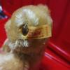 [USED] Steiff Teddy Bear Patsy