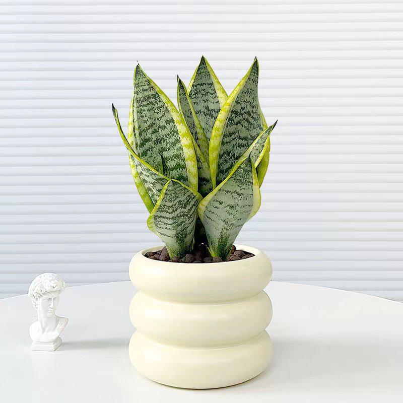 Golden-edged Tiger Pothos: Indoor Air-Purifying, Evergreen, Drought-Tolerant, Easy-Care Plant for Office or Home.