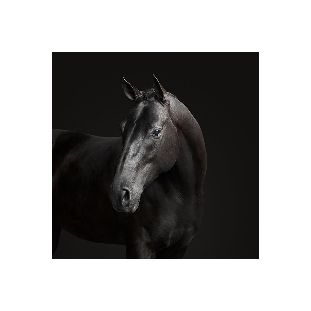 Черные фотографии животных, лебедь, лошадь, корова, леопард, холст, картина, настенное искусство, плакаты на скандинавскую тему и принты для декора гостиной, Cuadros