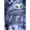 5D DIY алмазная живопись животное полная алмазная вышивка горный хрусталь кошка Орел домашний декор подарок мозаика художественная картина набор для вышивки крестом