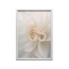 Eteryczna Białość Róży Eteryczna Białość Róży, 40X50 Cm, Rama Aluminiowa Złota, Papier Matowy 230 Gsm
