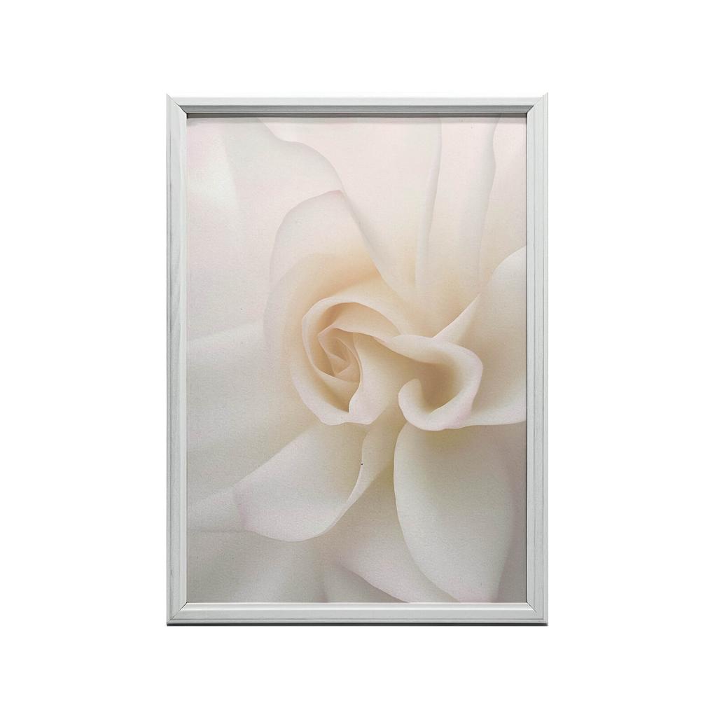 Eteryczna Białość Róży Eteryczna Białość Róży, 40X50 Cm, Rama Aluminiowa Złota, Papier Matowy 230 Gsm