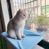 Кровать-сиденье для кошки Креативная подвесная кровать для кошки Устойчивое прямоугольное гнездо для кошки на присоске Уютная домашняя подставка для питомца на окно Товары для питомцев