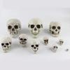 Halloween Artificial Skull Head Model Scary Skeleton Ornament Festival Party