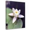 Canvas Print, Water Lily Flower Plant