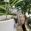 Decorative Small Turtle Pot Hanging 3D Simulated Turtle Ornaments  Fish Tank Decor