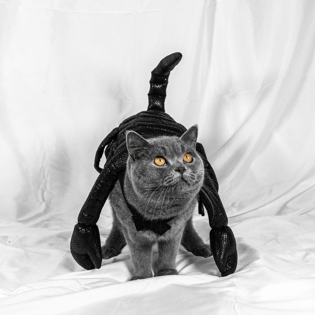 Unique Halloween Pet Costume Funny Scorpion King Outfit For Cats And Dogs Black Cloth