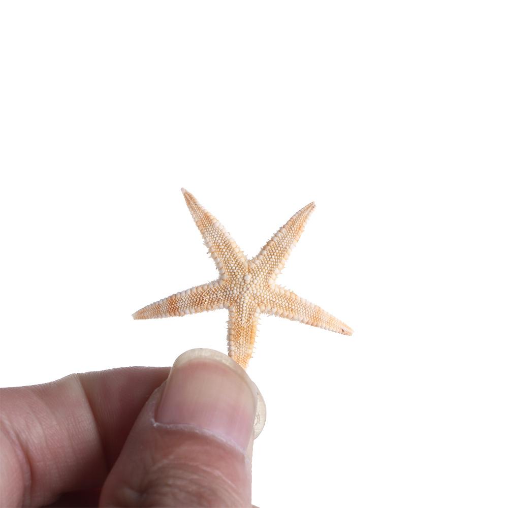 Conch Sea Shells for Aquatic Pet Starfish Fish Tank Decoration Aquarium Supplies Resin Casting
