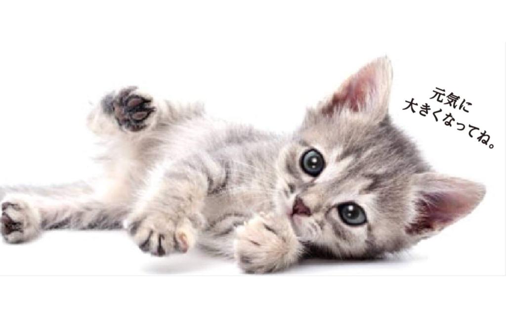 Влажный корм для кошек Medifas со вкусом молока для котят, питательный, для мочевыводящих путей, 40 г x 12 [комплексный корм/для нижних отделов ЖКТ/отечественное производство] (оптовая закупка)