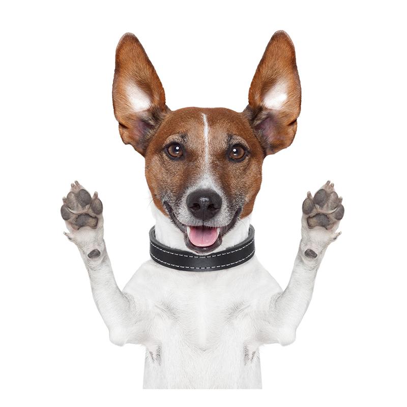 J504 # забавная наклейка для собаки Джек-рассел-терьера на автомобиль, виниловая наклейка, водонепроницаемые украшения, наклейки для автомобиля