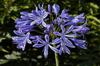 SAFLAX Лилия африканская - 50 семян - Agapanthus orientalis