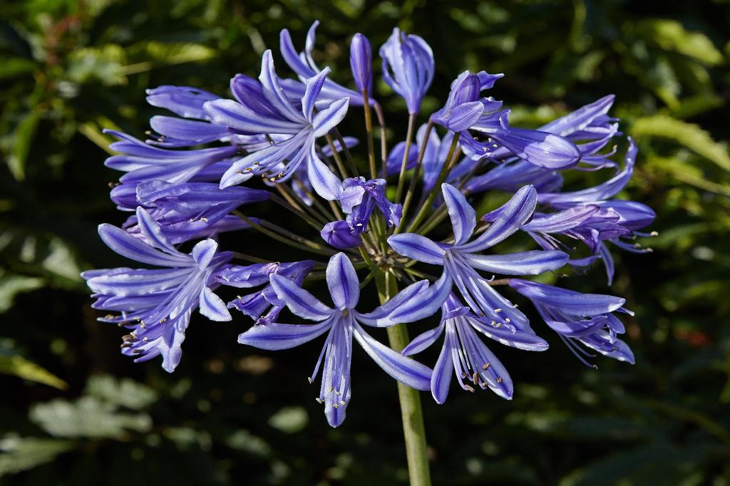 SAFLAX Лилия африканская - 50 семян - Agapanthus orientalis