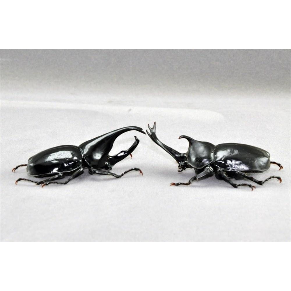 BACALYSO Sumatran Gidean Rhinoceros Beetle Magnet Resin Insect Model Ornament