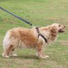 Dog Harness Leash Set Adjustable Denim Pet Lead Small Medium Large Dogs