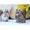Artificial Standing Squirrels Statue Sculptures For Home, Garden, Kids Children Room Decor Ornament