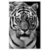 Canvas Print Tiger Africa Black and White