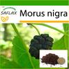 Черная шелковица - 200 семян - С горшечным субстратом для лучшего выращивания - Morus nigra