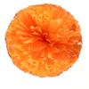 2Pack 30cm/11.8in Solid Color Plus Thick Pom Mutipulcolor For Cheerleader Team Performance