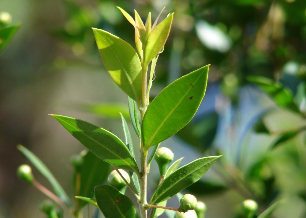 SAFLAX Мирт настоящий - 30 семян - Myrtus communis