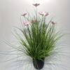2 шт. Искусственная высокая трава и розовый космос, 19,6-дюймовые пластиковые искусственные грунтовые растения для внутреннего и наружного декора, подходят для весны и всех сезонов