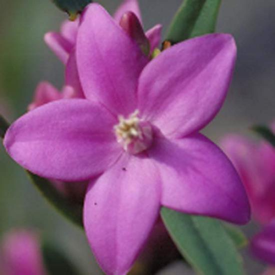 YARD REMEDIES Bush Flower Essences Cream Emergency 50ml NEAL'S (x 1)