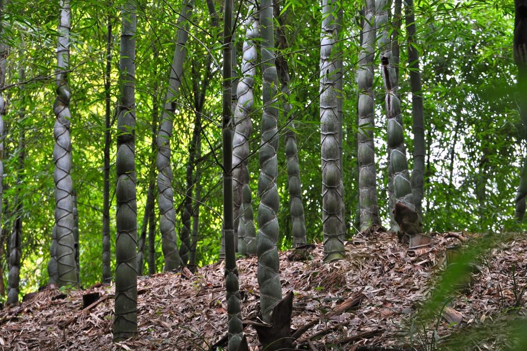 SAFLAX Мосо Бамбук - 20 семян - Phyllostachys pubescens