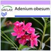 Роза пустыни - 8 семян - Adenium obesum