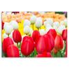 Холст, Разноцветные тюльпаны