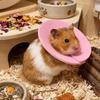 Adjustable Anti Licking Collar Anti-Bite Protective Collar  for Bird Hamster Rabbit