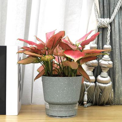Самополивающийся цветочный горшок для растений с визуальным резервуаром и дренажным отверстием, самополивающийся кашпо с абсорбирующим