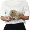 AQUA Plush Toy Marine Grey Seal New Model SS 00100101