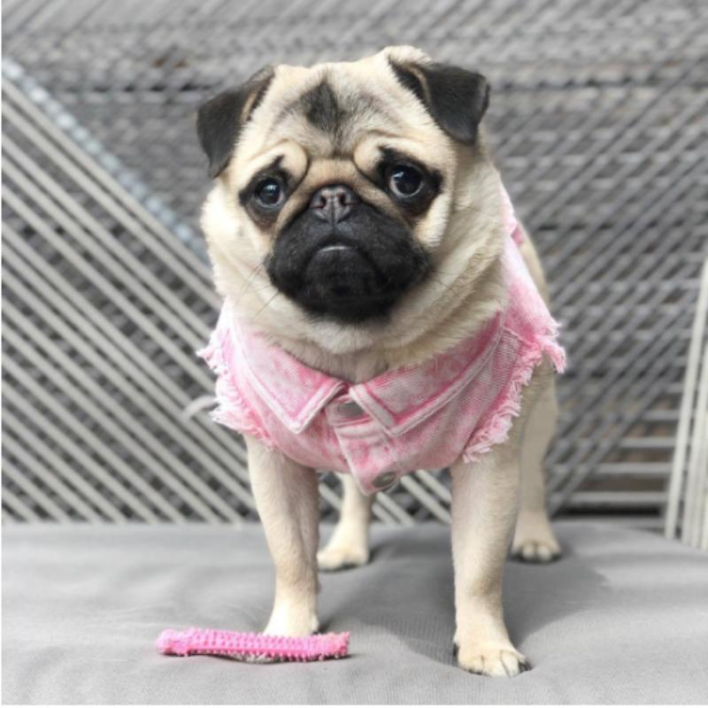 Pet Dog Jeans Jacket Denim Coat Hole Cat Puppy Bulldog Spring/Autumn Vest