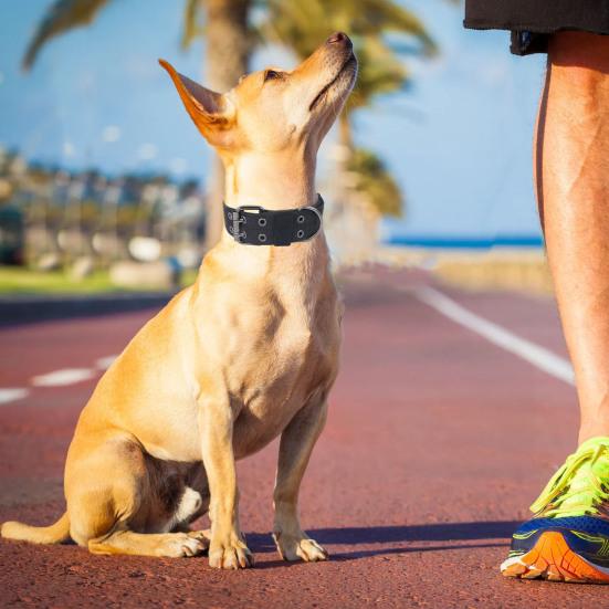 Регулируемый ошейник для собаки с D-кольцом, износостойкий тренировочный ошейник для питомца, ошейник для защиты шеи питомца, товары для питомцев