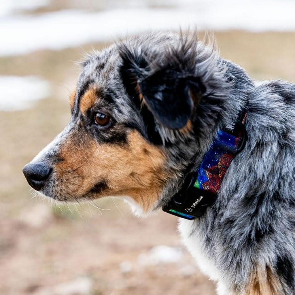 WOLFGANG FuzzyTails Wide X Neck Circumference Large Collar, Large, 2.5cm 45-66cm [For Dogs]