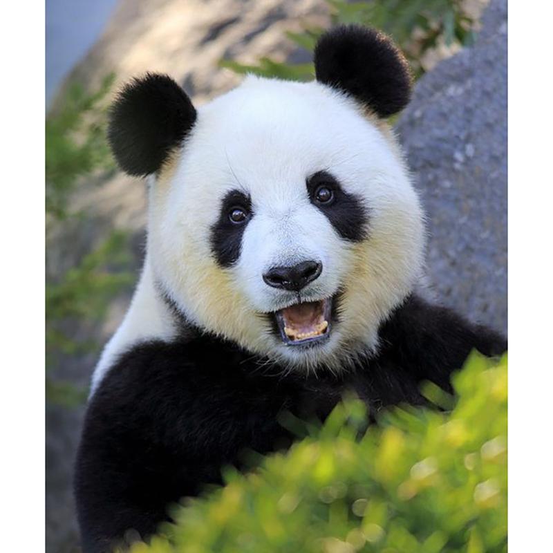 DIY Панда 5D алмазная живопись полная круглая дрель животное Алмазная вышивка крестиком мозаичные наборы настенное искусство домашний декор подарок