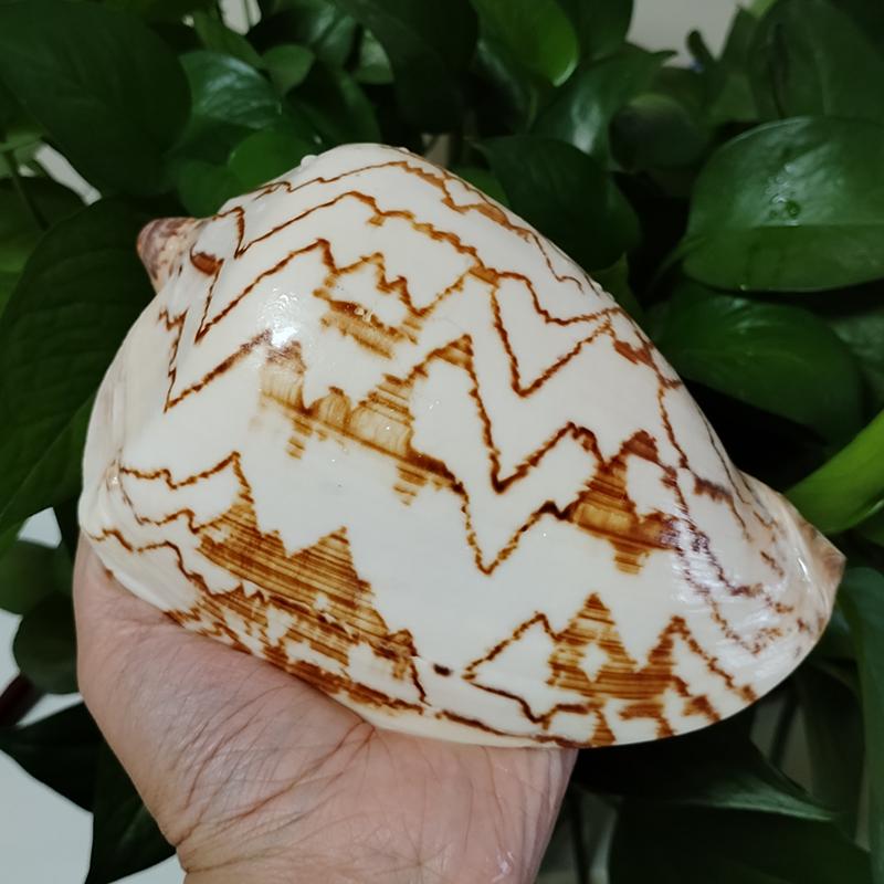 Large Sea Conch Shell 12-16cm Big Conch Natural Craft Ornaments Shell Wedding Festival Party Decoration Creative Gift Ornaments
