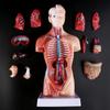 Human Body Model set