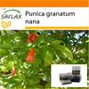 Garden in the Bag - Карликовый гранат - 50 семян - С субстратом в подходящем пакете-стойке - Punica granatum nana