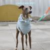 Autumn Greyhound Whippet Iggy Hooded Pet Vest Rainproof and Waterproof Adjustable Zipper Dog Clothes