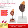 Учебная модель почки: 1:1 Масштаб Анатомическое Строение Почки Взрослого Человека