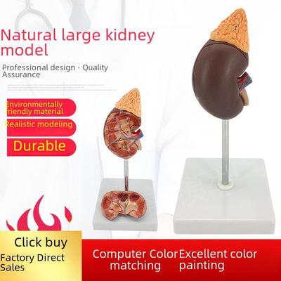 Учебная модель почки: 1:1 Масштаб Анатомическое Строение Почки Взрослого Человека