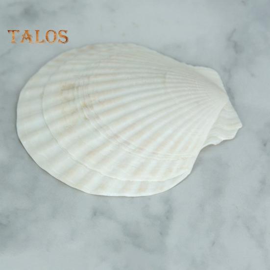 10Pcs Natural Scallop Shells DIY Crafts Theme Party Decor Bright White Seashells Jewelry Christmas Decoration