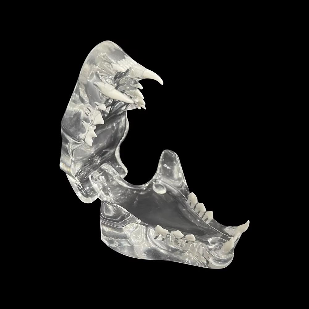 Educational Dog Tooth Model Dog Cat Rabbit Cat Clear Typodont Dental Teaching Canine Clinic