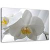 Canvas Print, White Orchids with Yellow Centre