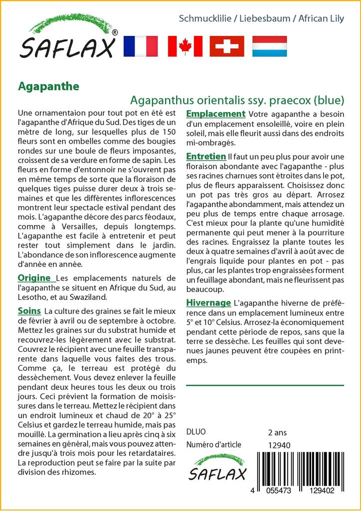 SAFLAX Лилия африканская - 50 семян - Agapanthus orientalis