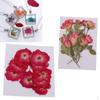 20 Pieces Dried Pressed Flowers For Case