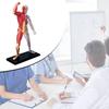 Прозрачная модель человеческих мышц Анатомия Тело Медицинская модель Скелет Медицинский обучающий инструмент для медицинского изучения Преподавание