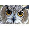 Мультфильм DIY 5D алмазная живопись наборы для вышивки крестом Сова животное полная круглая дрель горный хрусталь мозаика Алмазная вышивка домашний декор